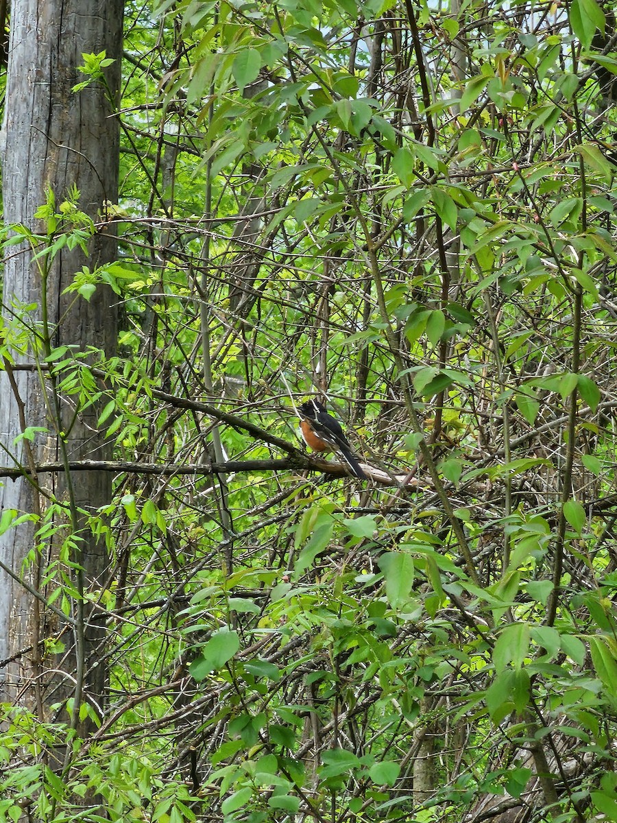 Eastern Towhee - Annette  Kalinoski