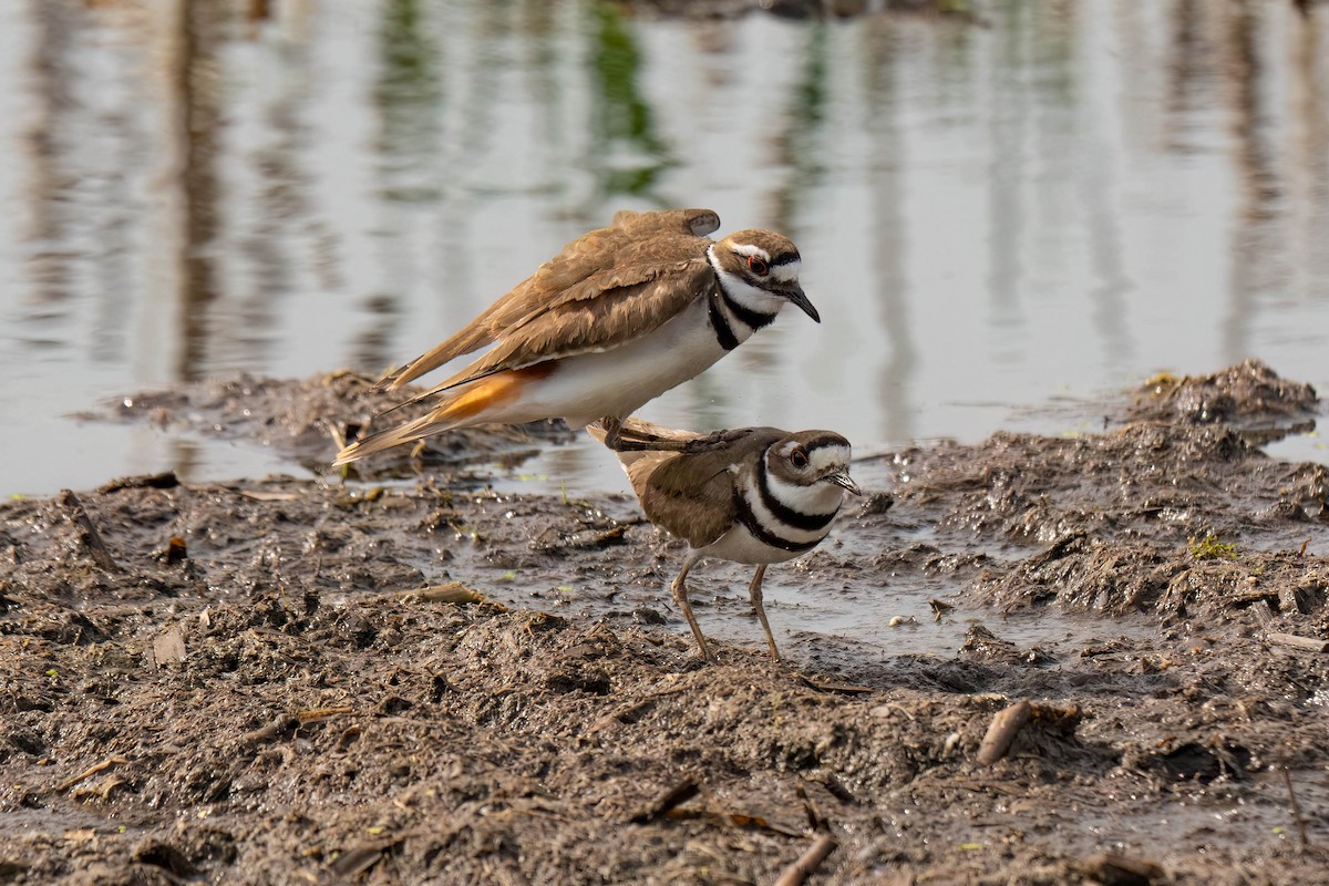 Killdeer - Marina Germain