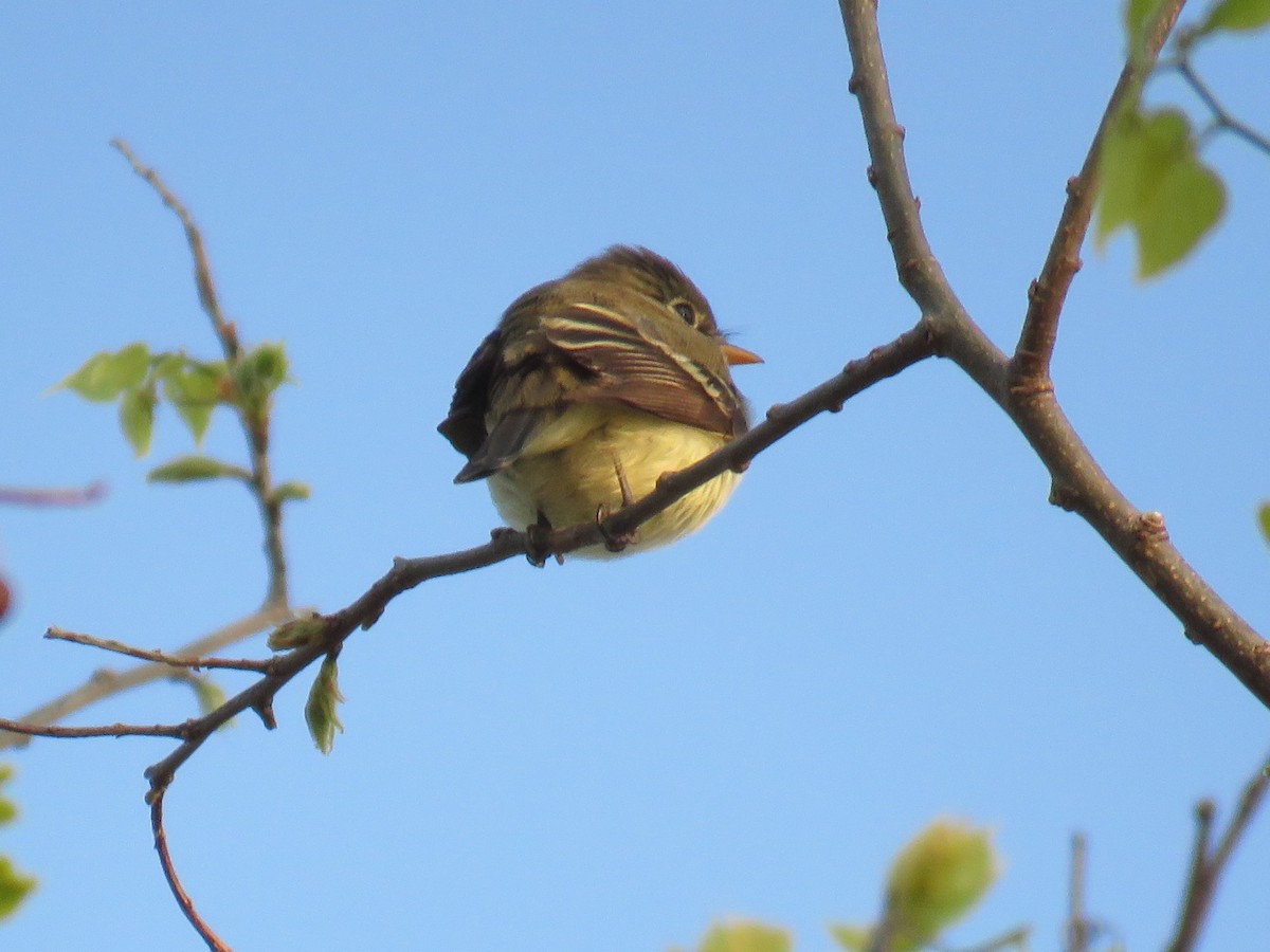 Least Flycatcher - Michel Turcot