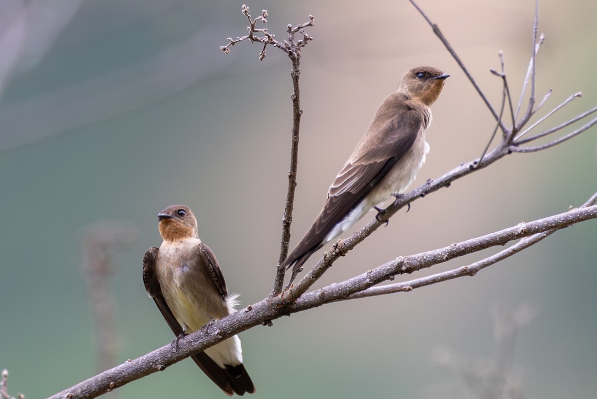 Southern Rough-winged Swallow - Lutz Duerselen