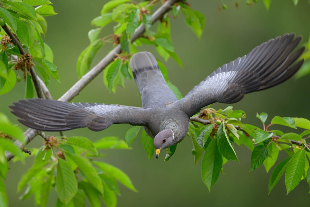 Band-tailed Pigeon - JD Hascup