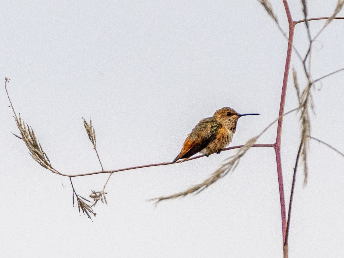 Allen's Hummingbird - James Kendall