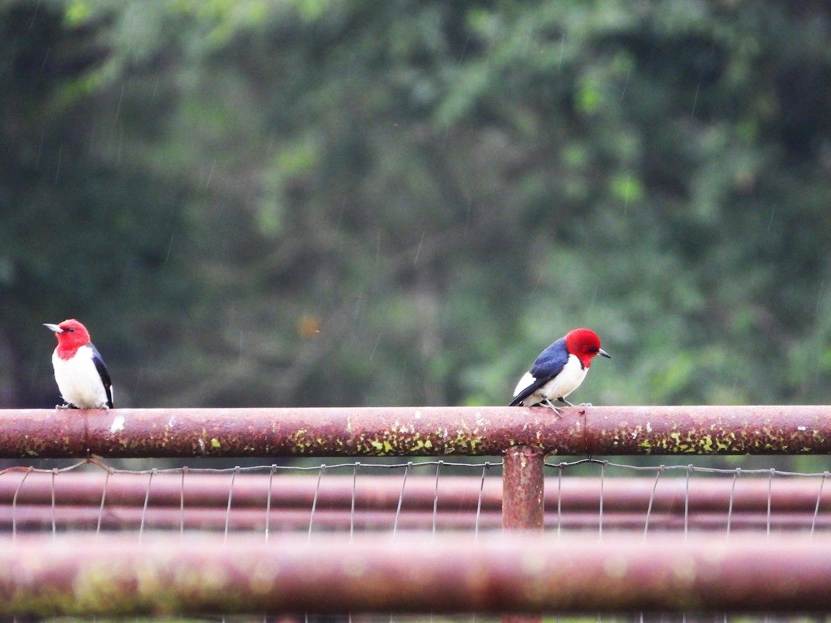 Red-headed Woodpecker - Lesha Roberts