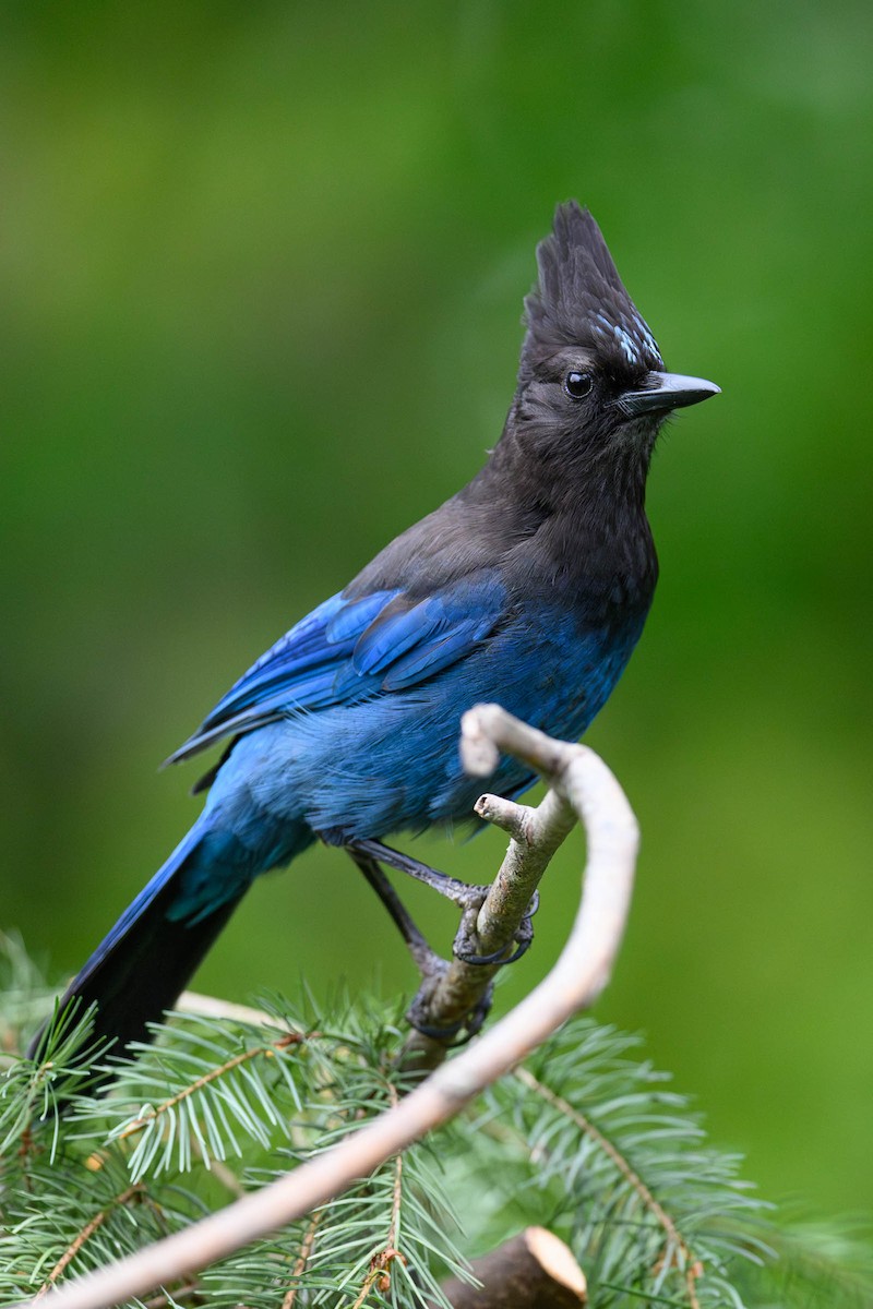 Steller's Jay - JD Hascup