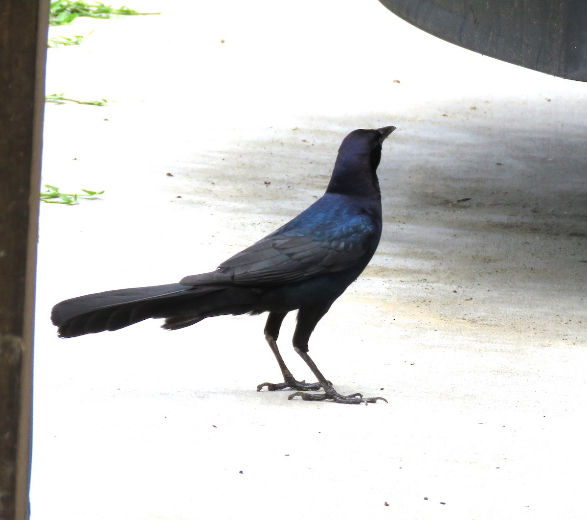 Boat-tailed Grackle - Judy Robichaux