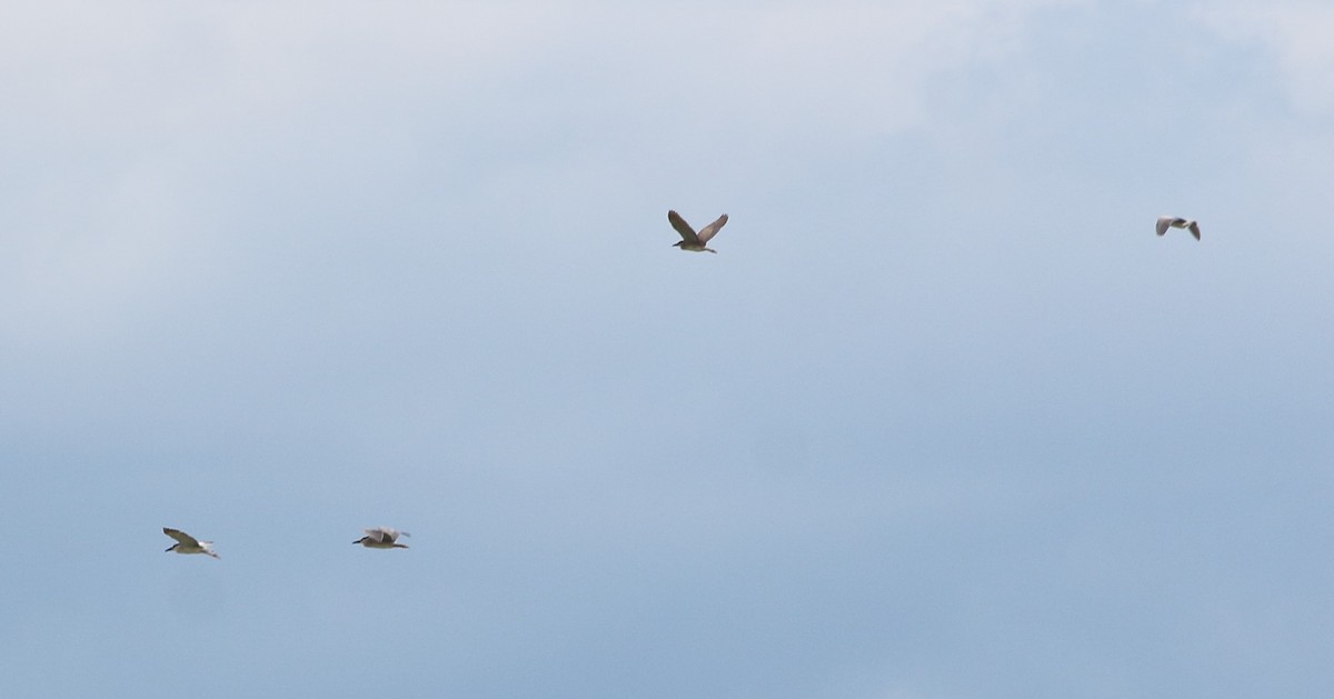 Black-crowned Night Heron - Elaheh Afsaneh