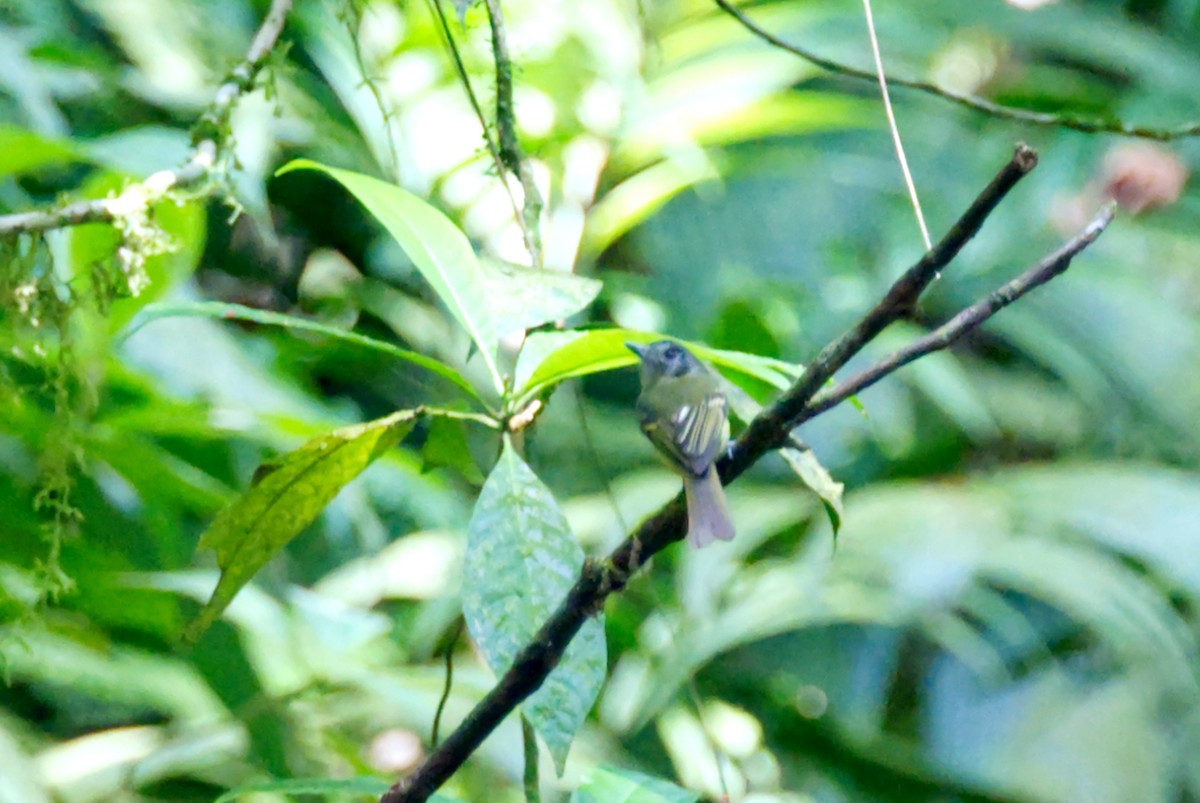 Slaty-capped Flycatcher - Travis Vance