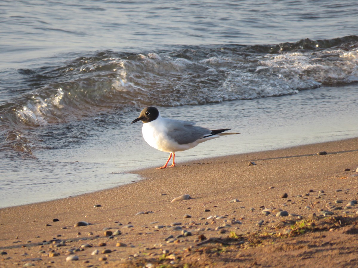 Bonaparte's Gull - Michel Turcot