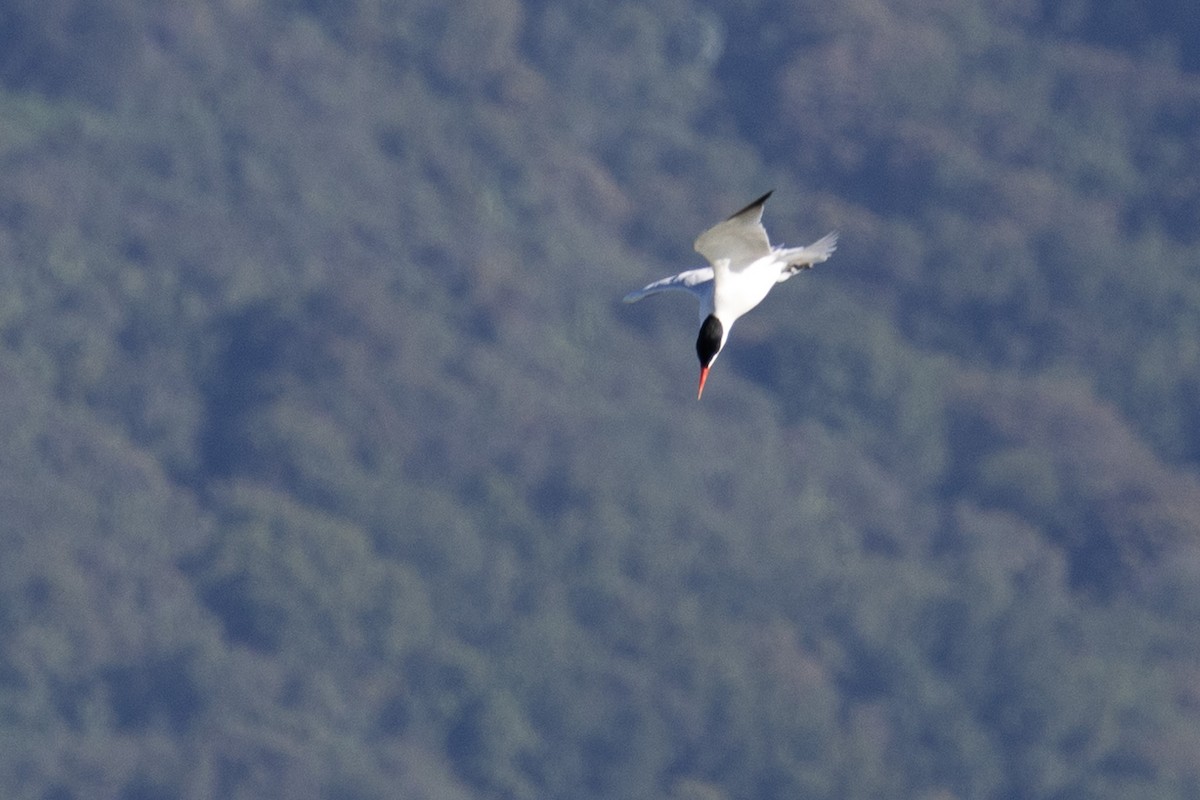 Caspian Tern - Liam Gilmore