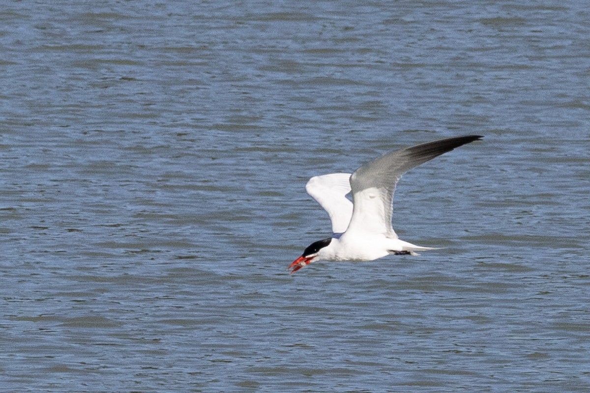 Caspian Tern - Liam Gilmore