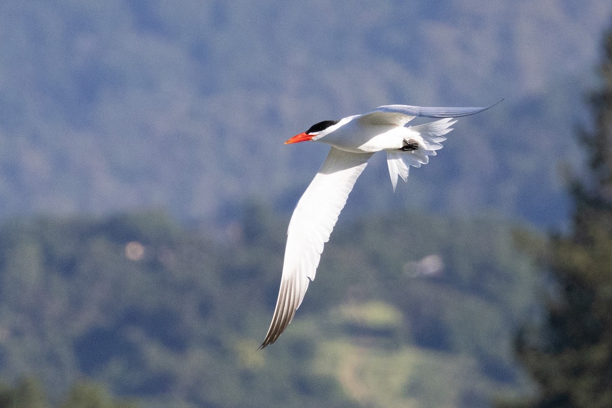 Caspian Tern - Liam Gilmore