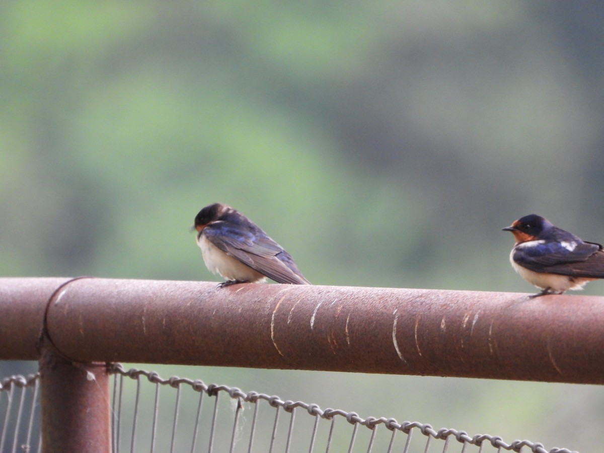 Barn Swallow - Lesha Roberts