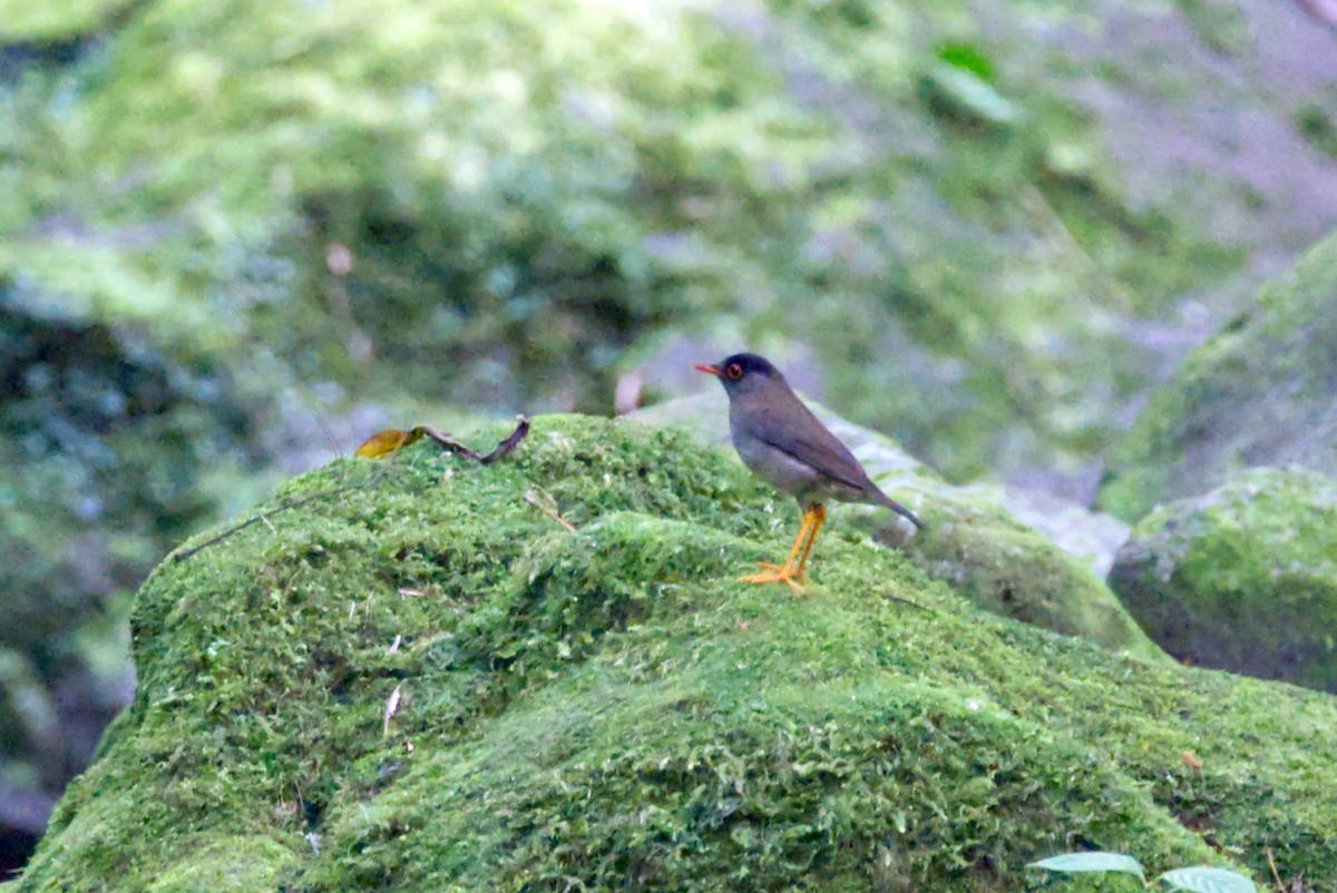 Black-headed Nightingale-Thrush - Travis Vance