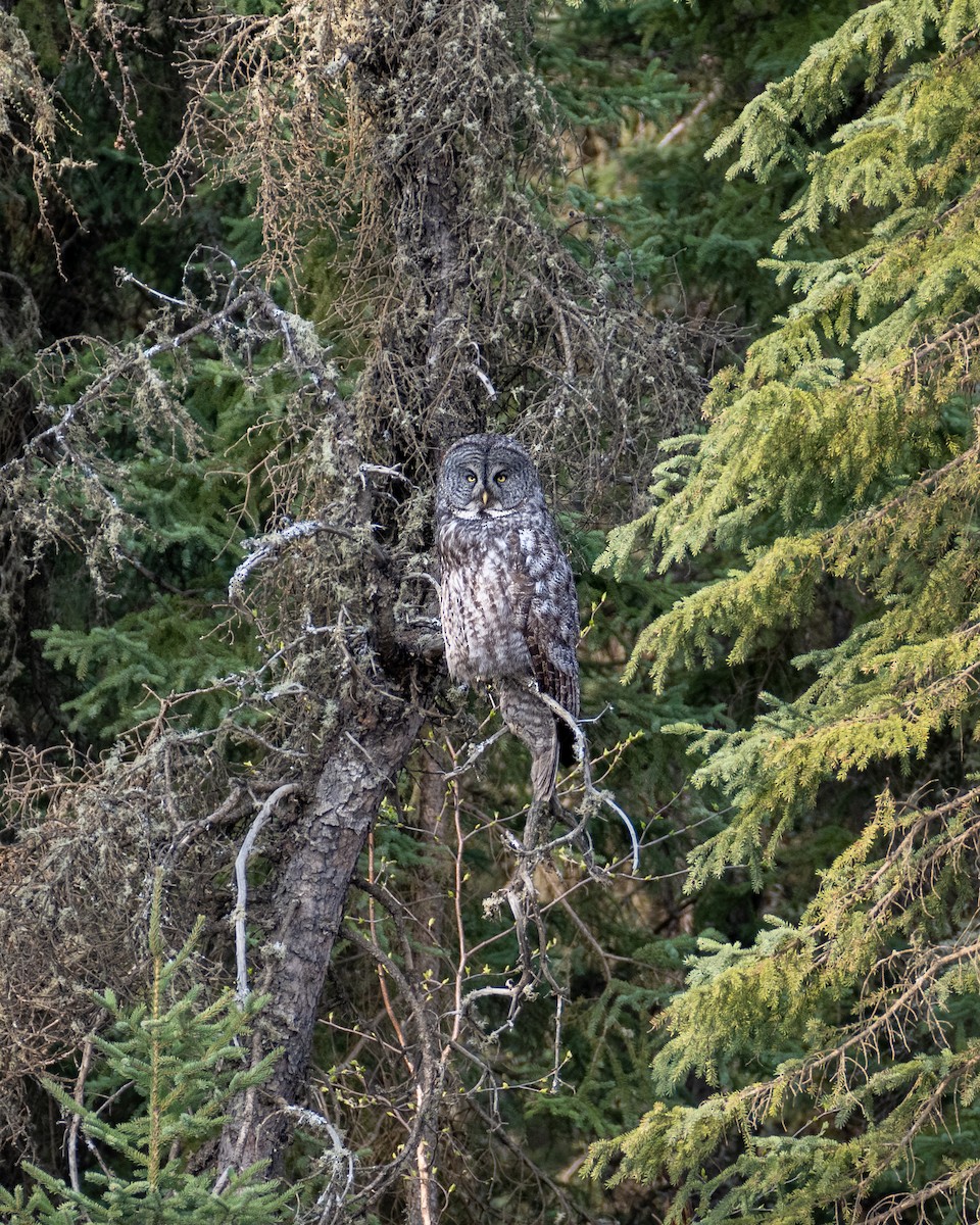 Great Gray Owl - ML619193066