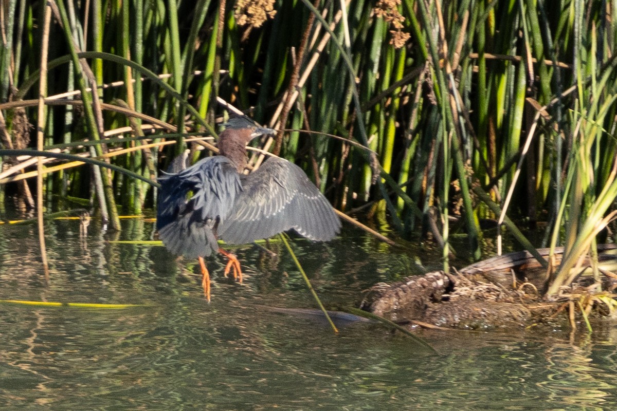 Green Heron - ML619193068