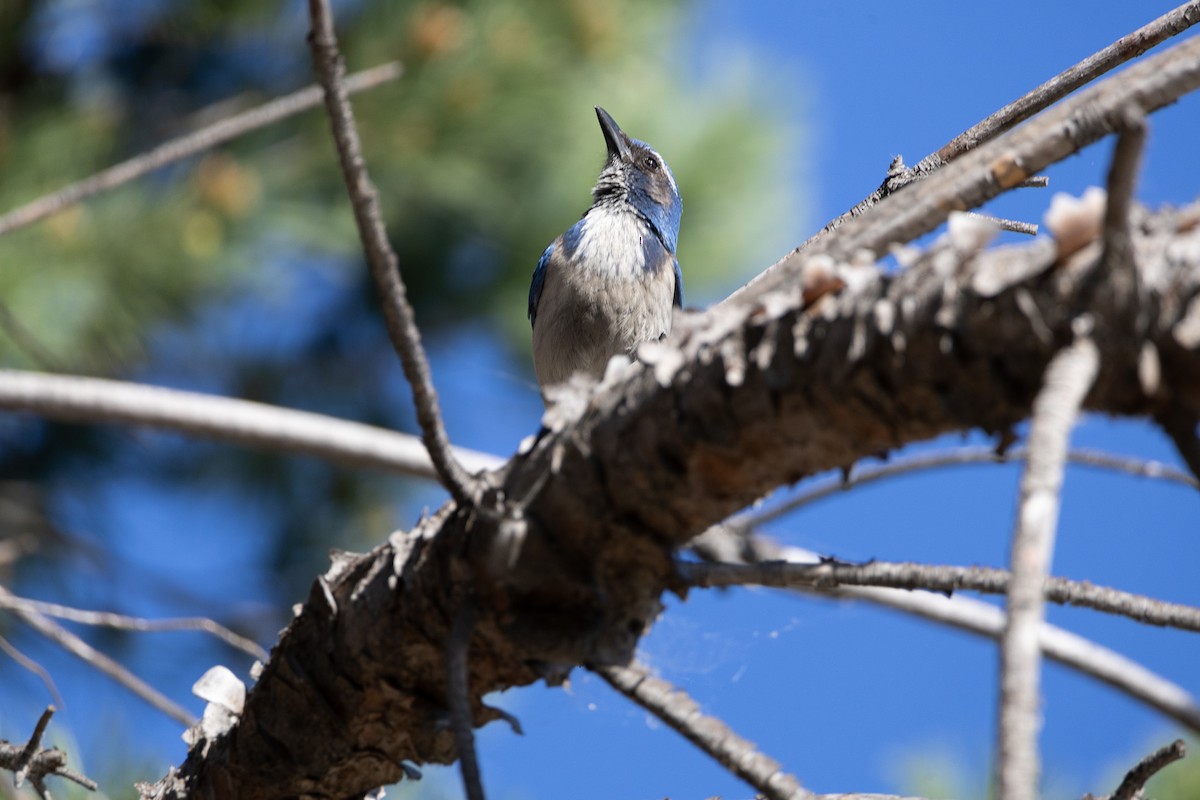 California Scrub-Jay - Liam Gilmore