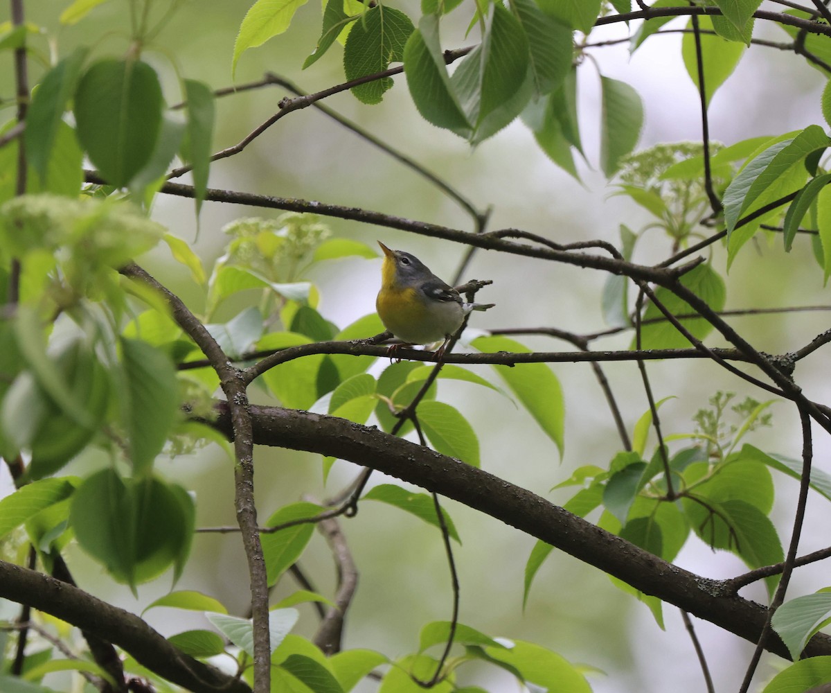 Northern Parula - Kelly Dudley