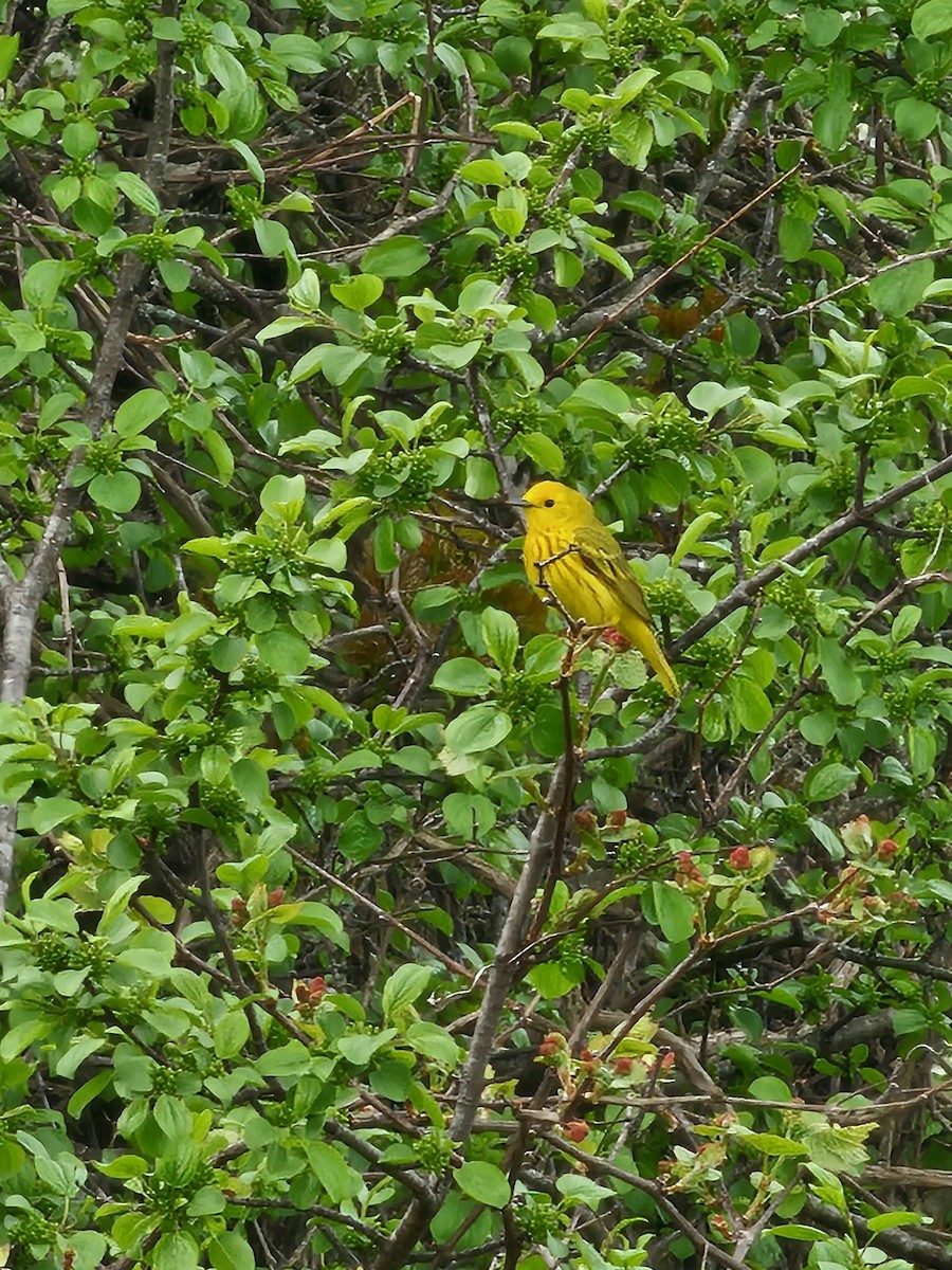 Yellow Warbler - Annette  Kalinoski