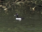 Tufted Duck - ML619193108