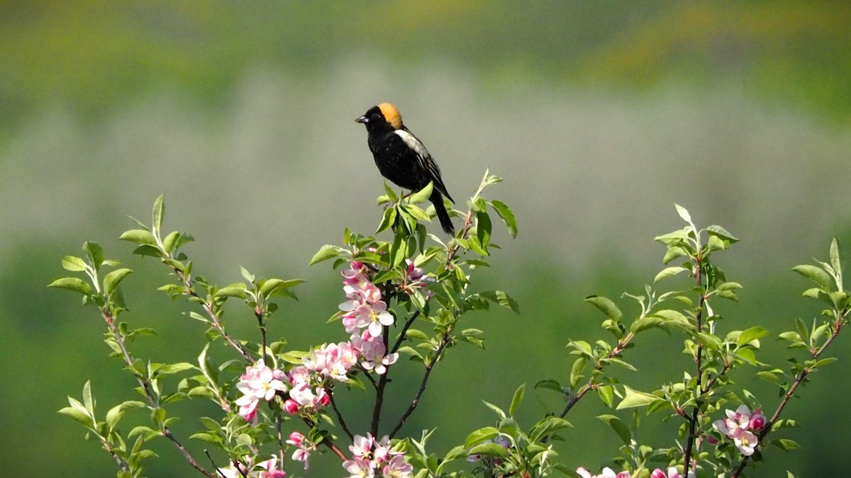 Bobolink - Ken MacDonald