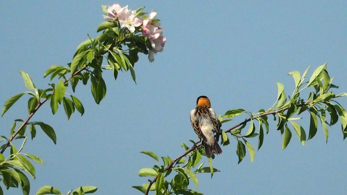 Bobolink - Ken MacDonald