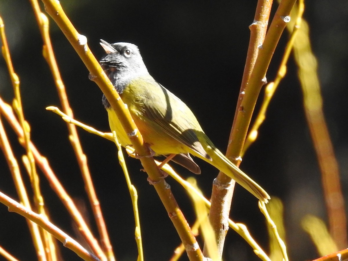 MacGillivray's Warbler - Brian Johnson