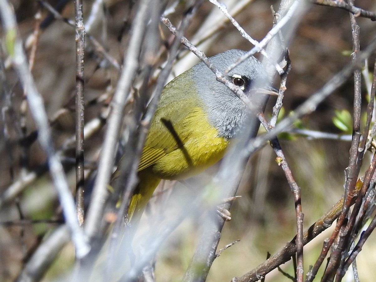 MacGillivray's Warbler - Brian Johnson