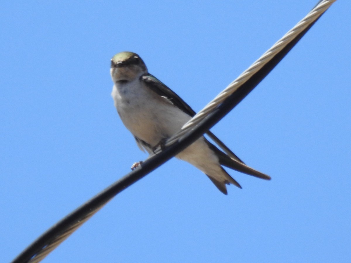 Violet-green Swallow - Brian Johnson