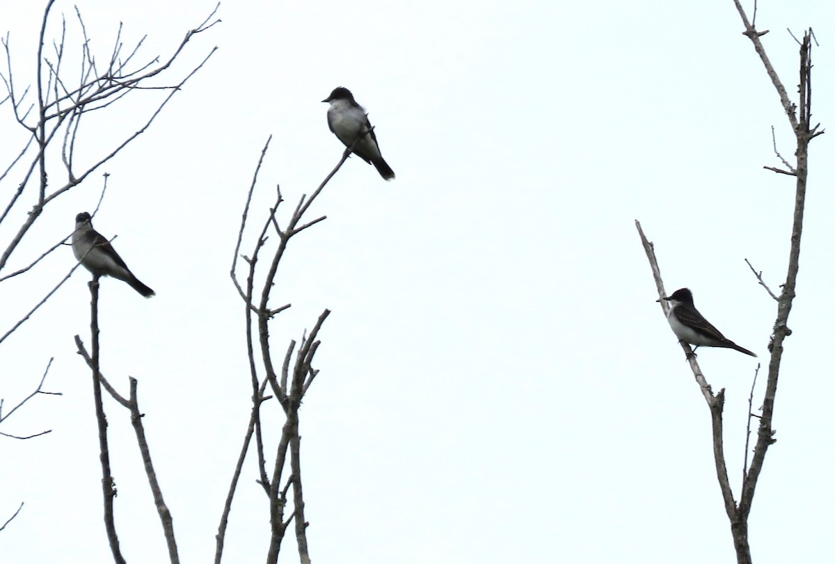 Eastern Kingbird - Judy Robichaux