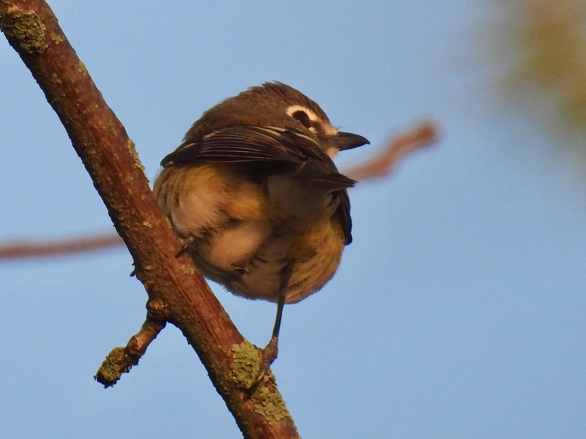 Blue-headed Vireo - Isaac Petrowitz