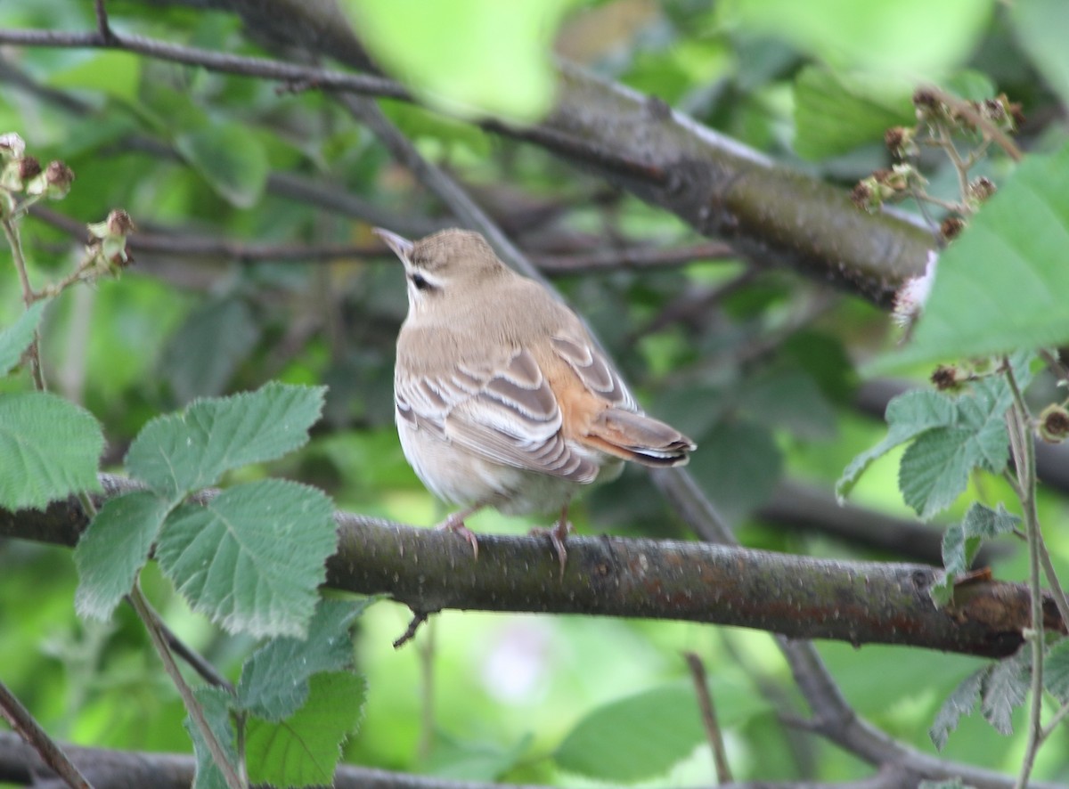 Rufous-tailed Scrub-Robin - Elaheh Afsaneh