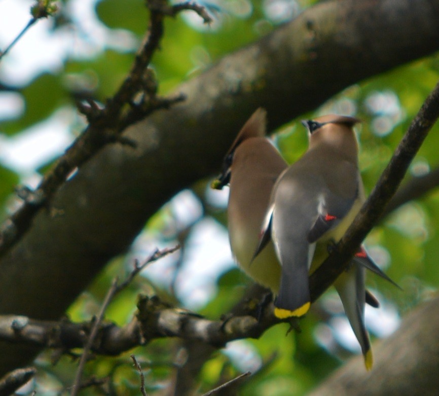 Cedar Waxwing - Paul Messing