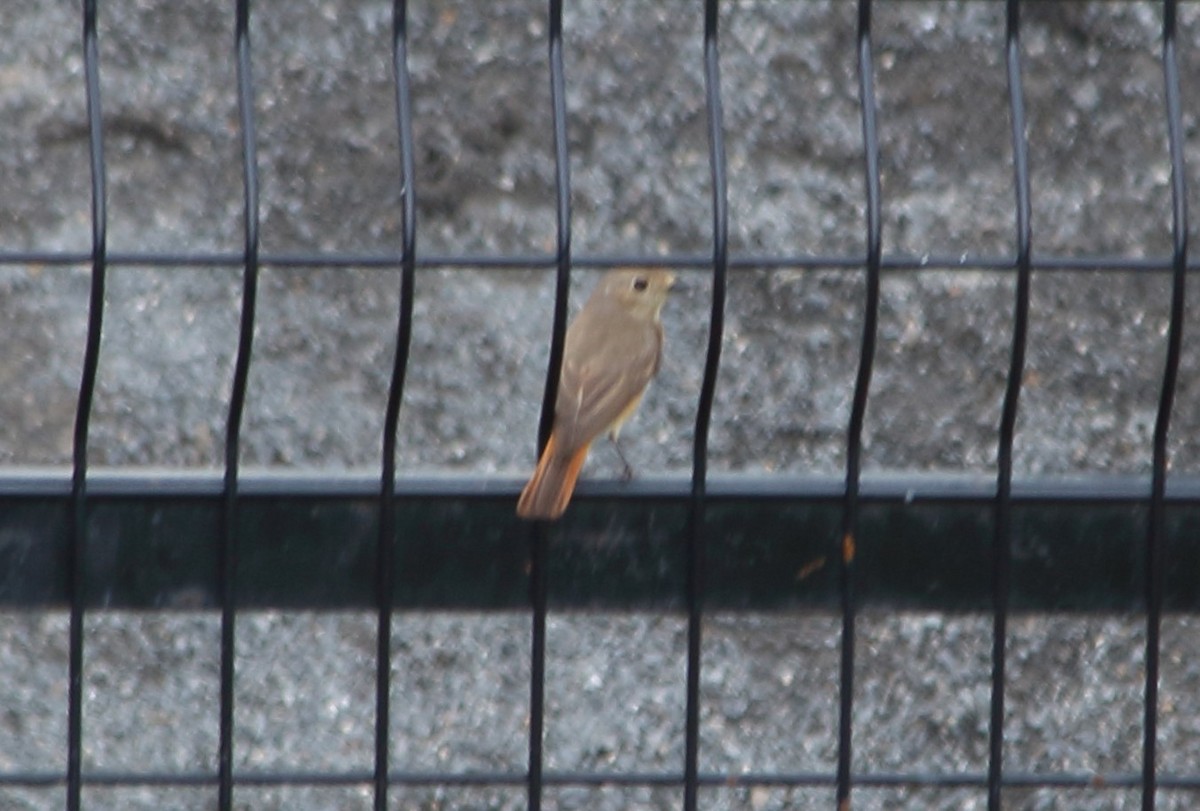 Common Redstart - Elaheh Afsaneh