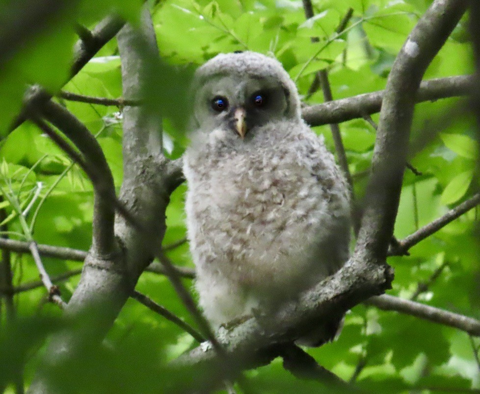 Barred Owl - Larry Trachtenberg