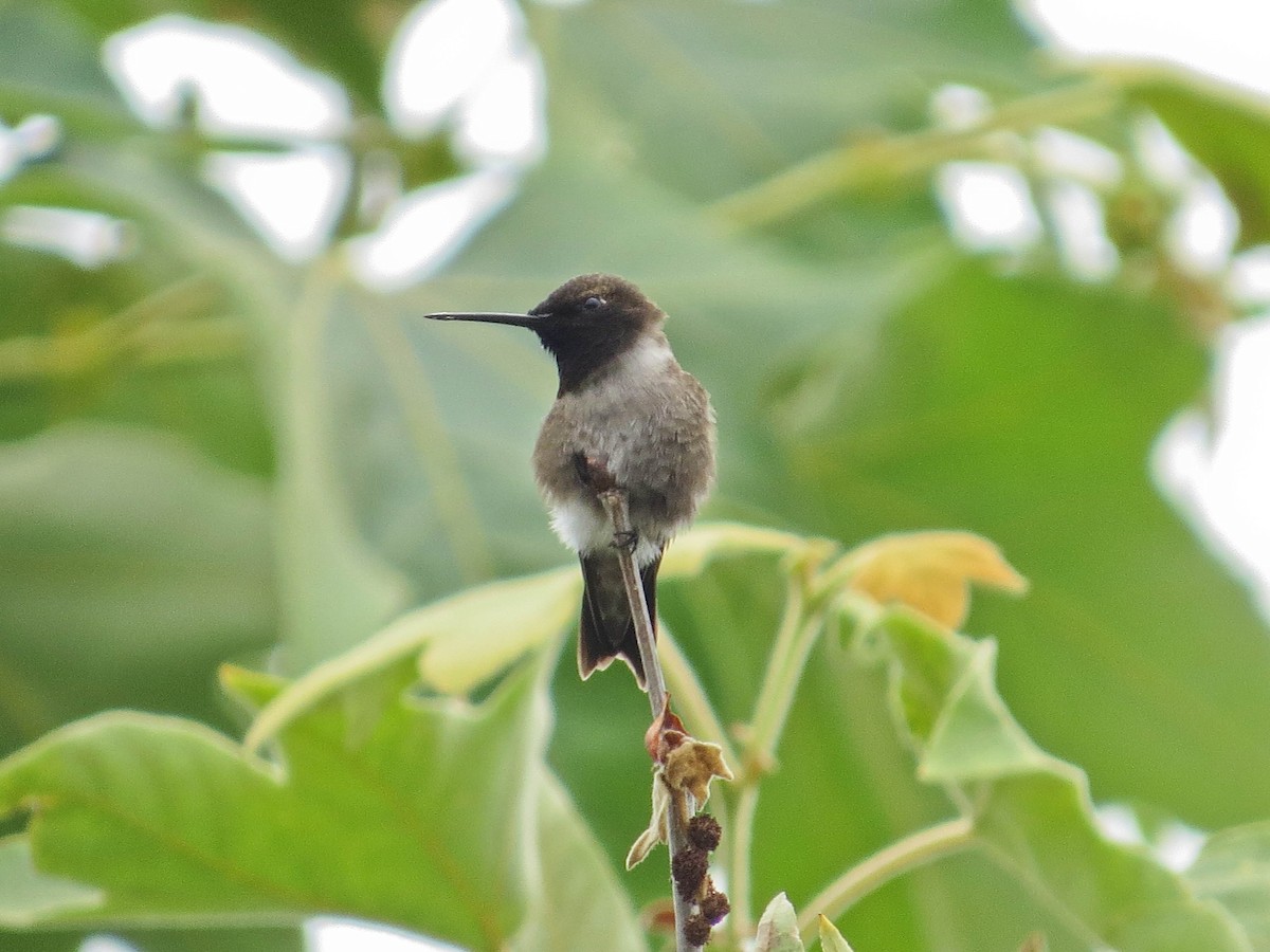 Black-chinned Hummingbird - Jasmine Kay