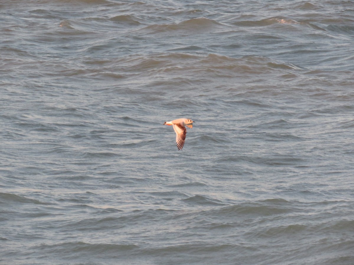 Little Gull - Michel Turcot