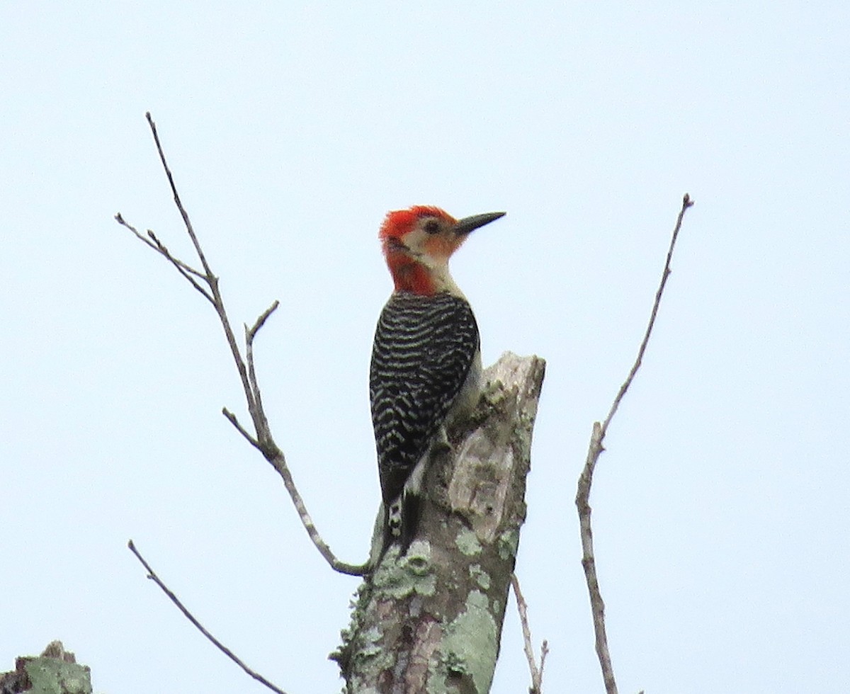 Red-bellied Woodpecker - Judy Robichaux