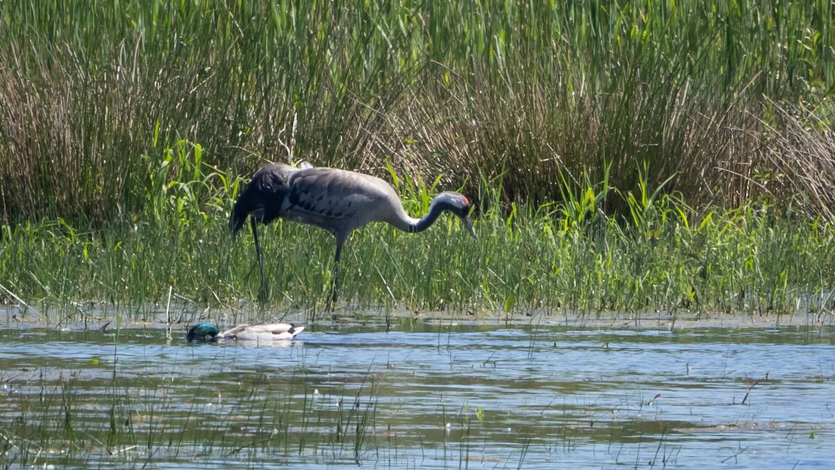 Common Crane - Joren van Schie