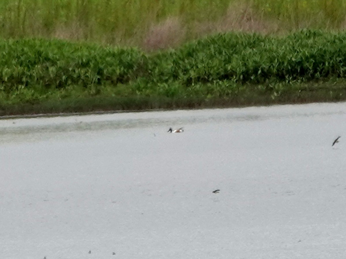 Northern Shoveler - Norman Uyeda