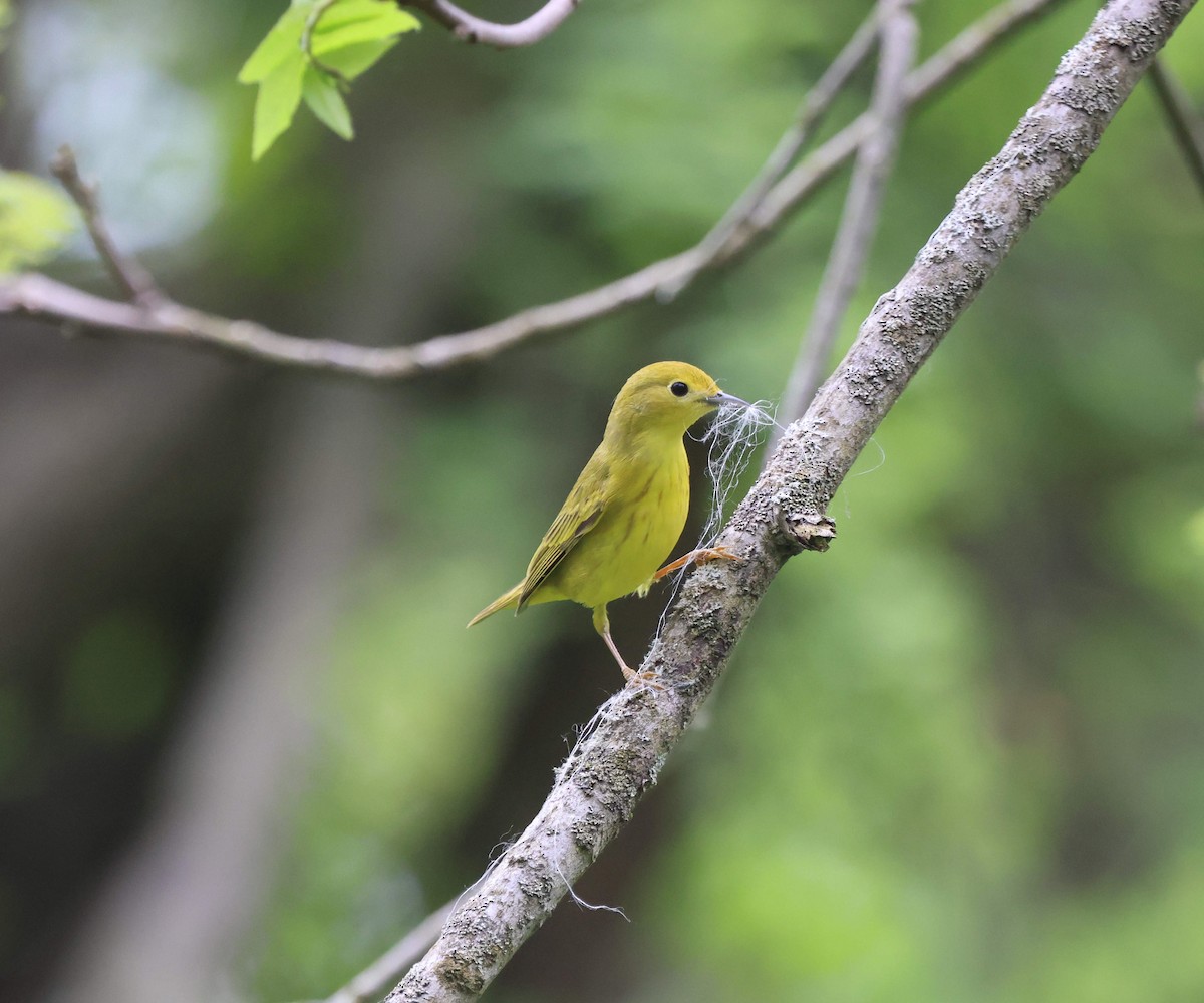 Yellow Warbler - Kelly Dudley