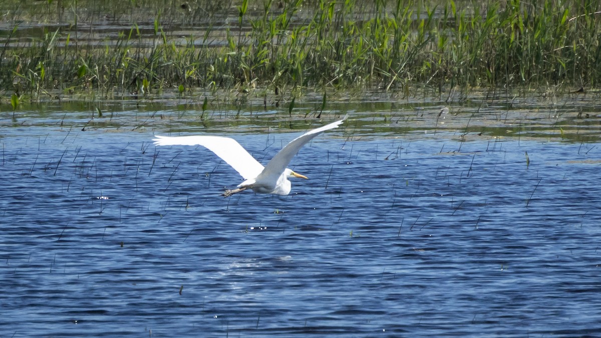 Great Egret (alba) - Joren van Schie