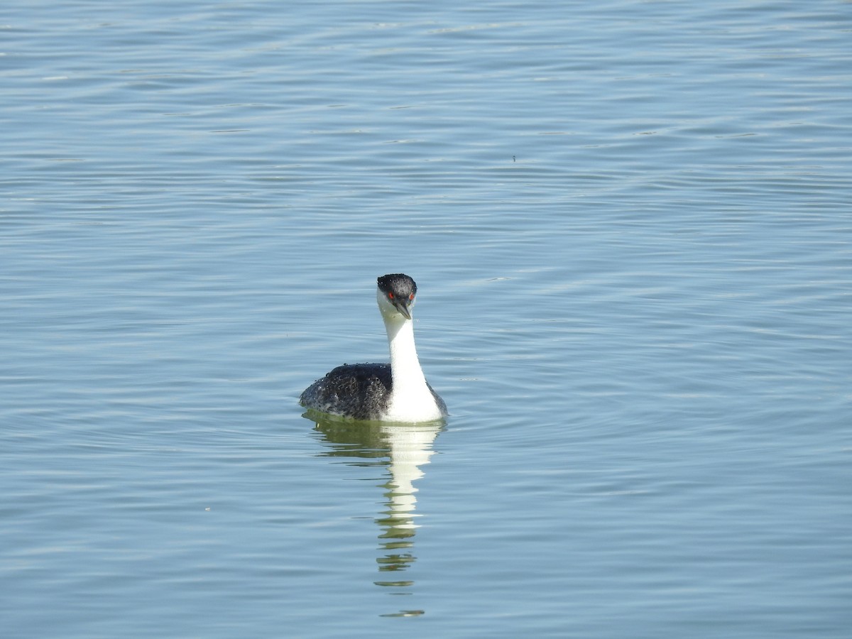 Western Grebe - ML619193234