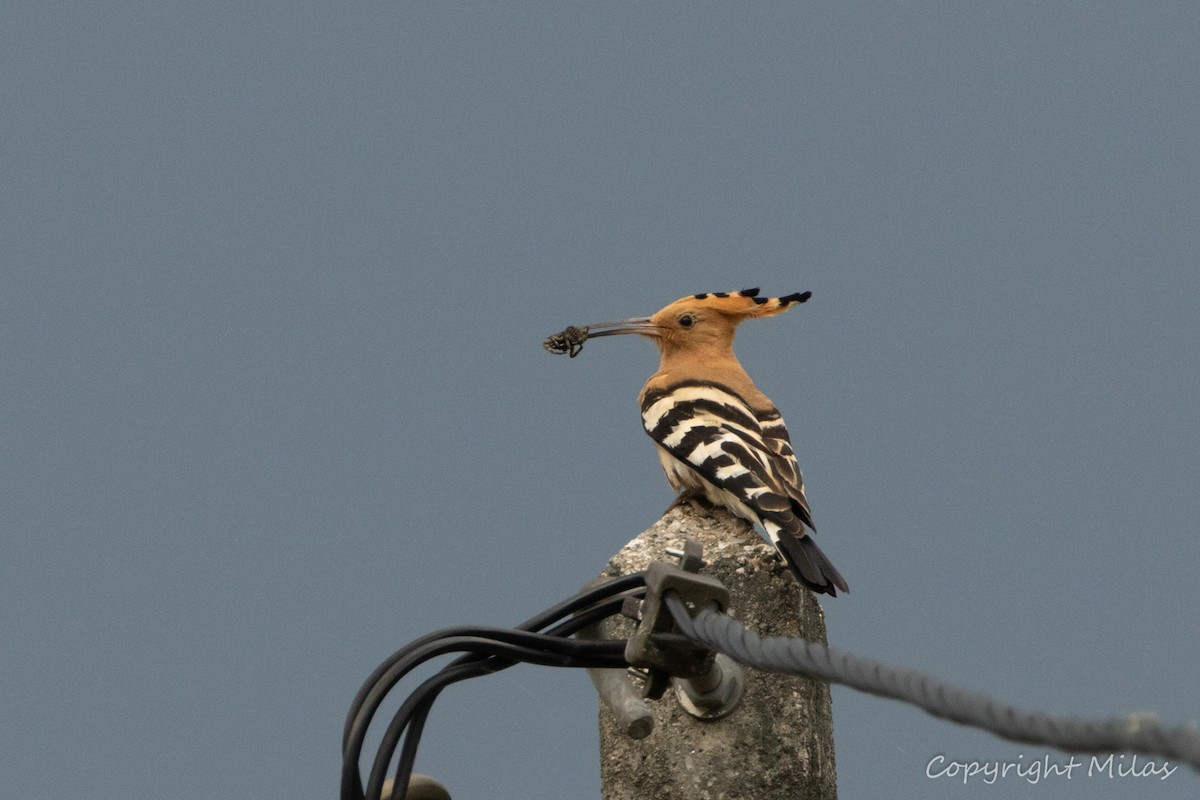 Eurasian Hoopoe - Milas Santos