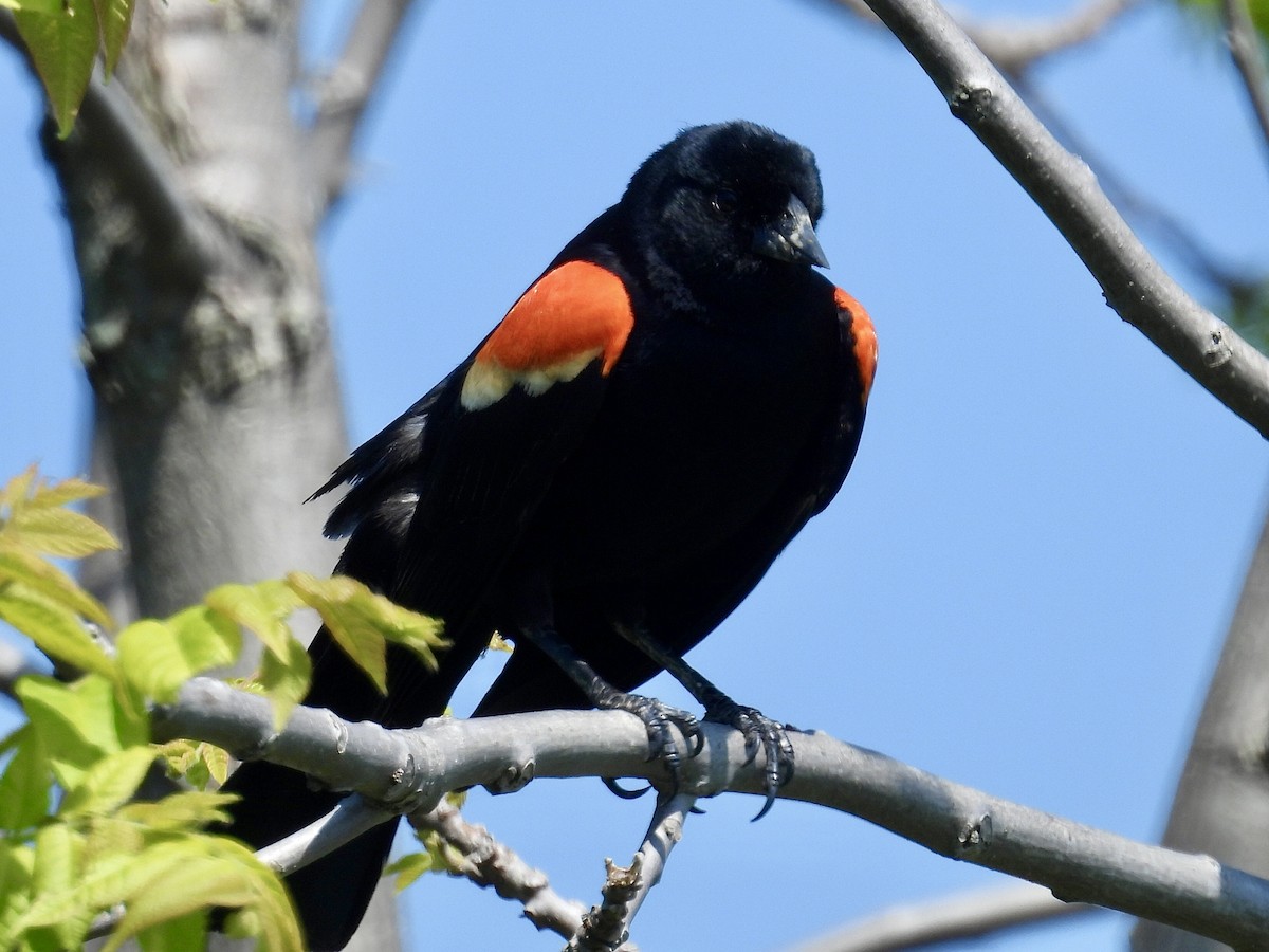 Red-winged Blackbird - Isaac Petrowitz