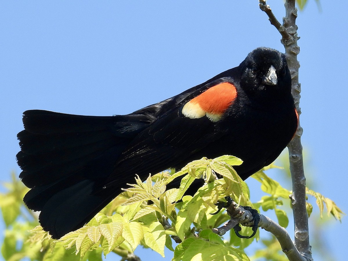 Red-winged Blackbird - Isaac Petrowitz