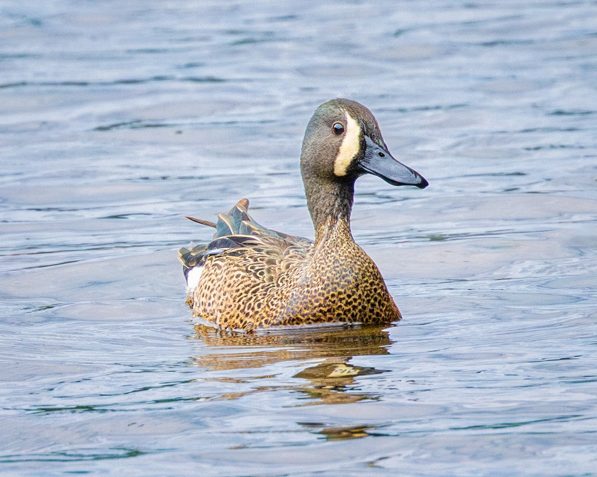 Blue-winged Teal - Todd Fibus