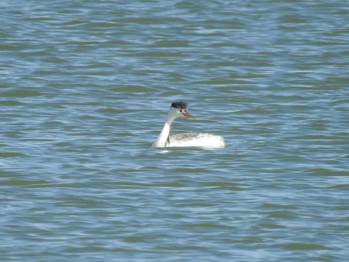 Clark's Grebe - ML619193251