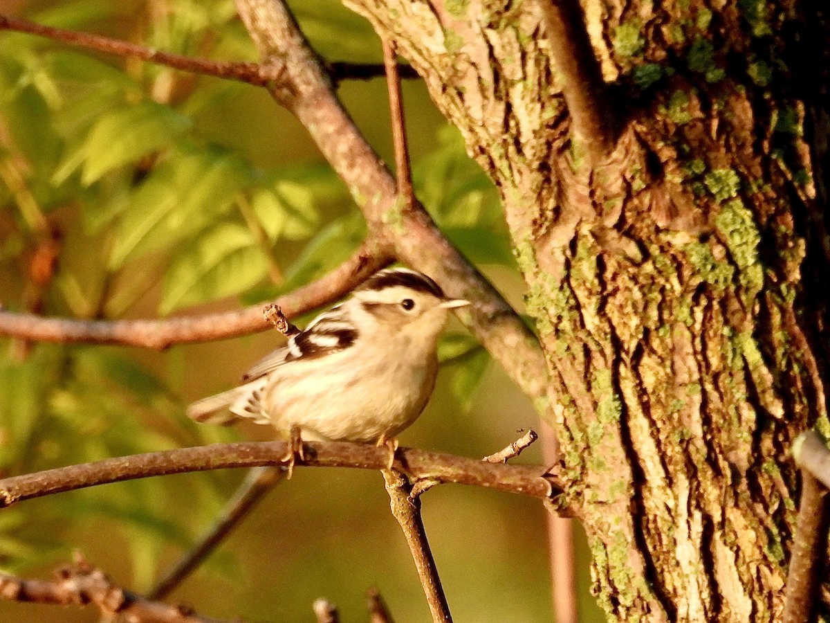 Black-and-white Warbler - Isaac Petrowitz