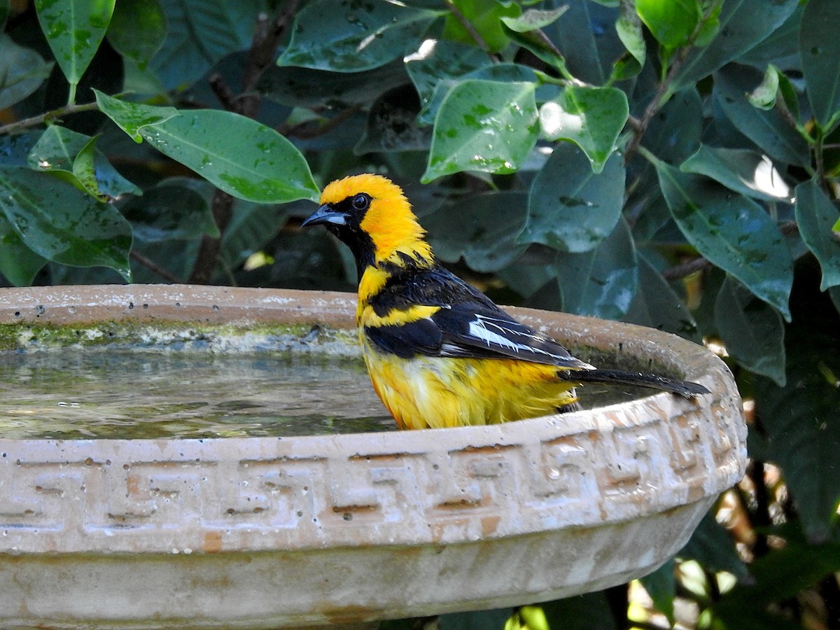 Spot-breasted Oriole - Barbara Hiaasen