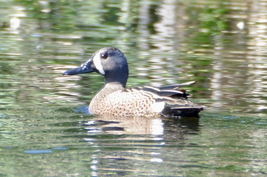 Blue-winged Teal - lise owens